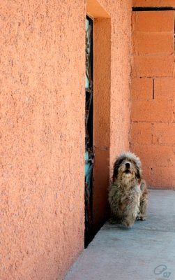 Yappy Dog