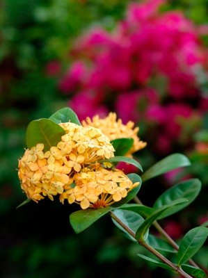 A Touch of Yellow