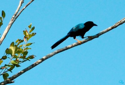 Blue-Backed Bird