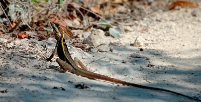 Brown Basilisk
