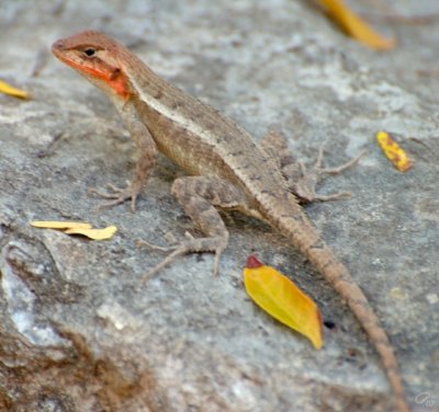 Small Lizard