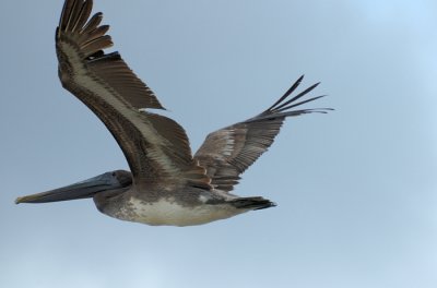 Pelican