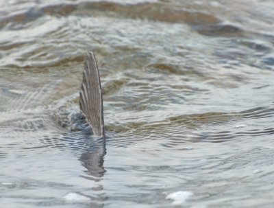 Ribbed Fin