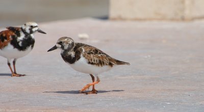 Sandpipers