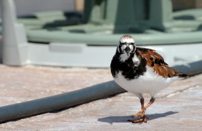 Sandpiper with Hose