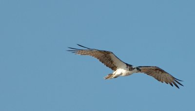 Osprey