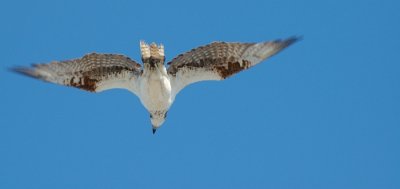Osprey Flying Overhead