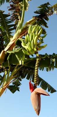 Bananas