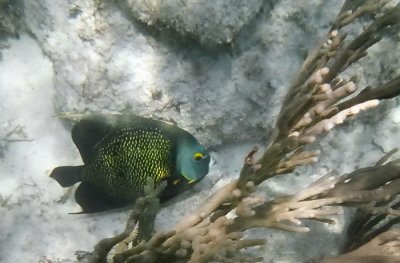 French Angel Fish I