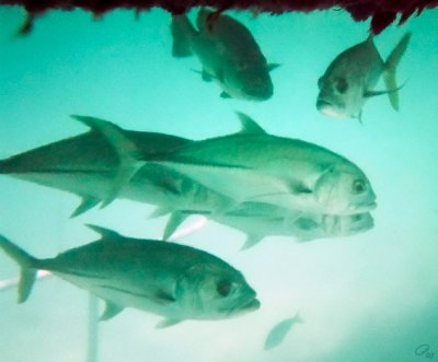 Under The Water