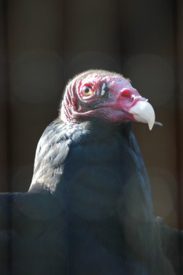 Turkey Vulture 007