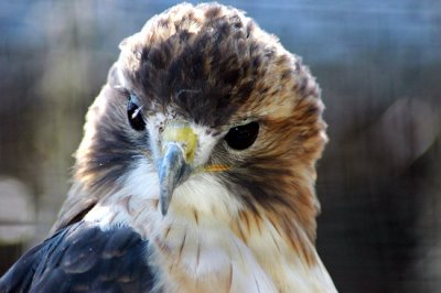 Red Tailed hawk 054