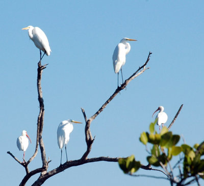 Egrets and Ibis 430