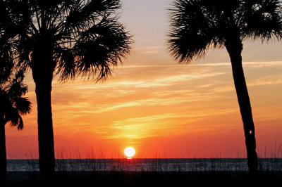 palms sunset2.jpg