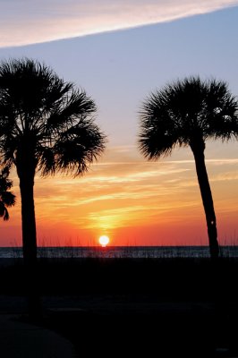 palms sunset3.jpg