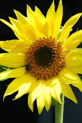 Sunflowers 011