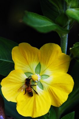 Honey Bee and Common Primrose Willow