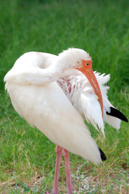 Ibis