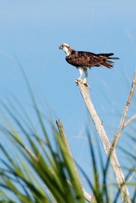 Osprey