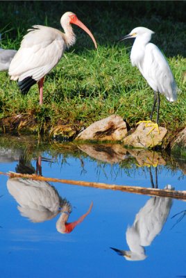 Ibis and Heron reflections