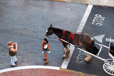 Horse and Carriage