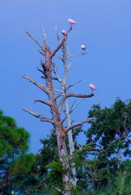 Rosette Spoonbills in tree