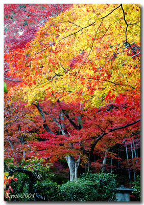web3-color-trees.jpg