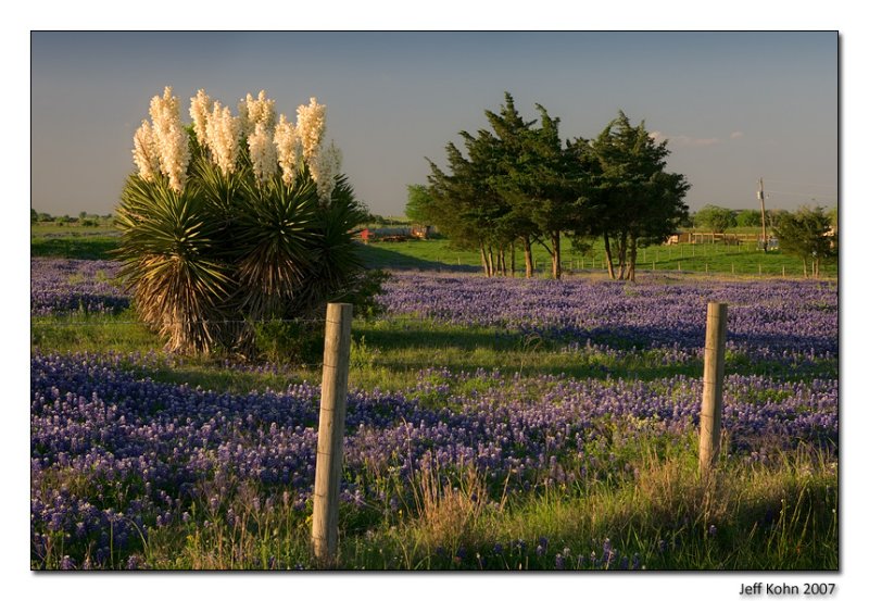Yucca and Bluebonnets