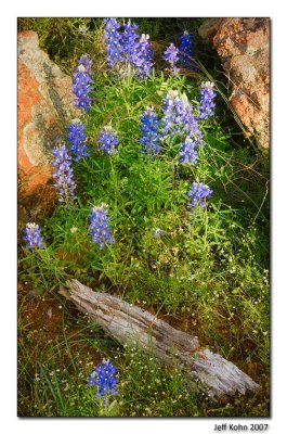 Bluebonnets, Inks Lake SP