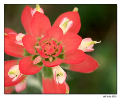 Indian Paintbrush Bloom