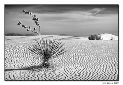 Twisted Yucca