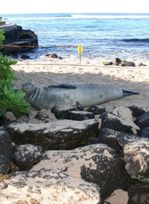 Hawaiian Monk Seal on our Beach
