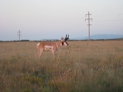 Antelope