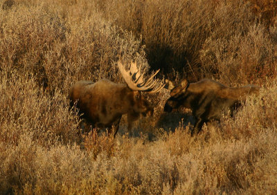 Cow and bull moose
