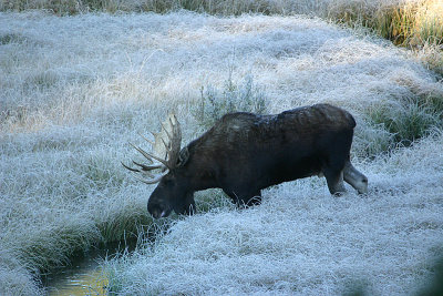 Bull moose in a frosty meadow