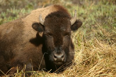 Snoozing bison