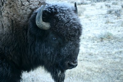 Frosty bison