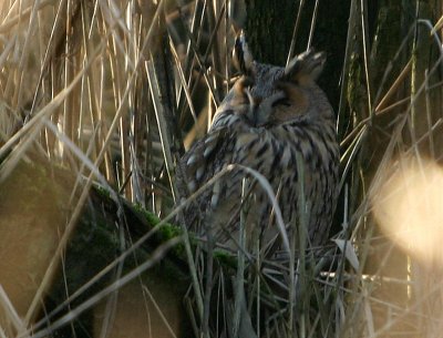 Long-eared Owl