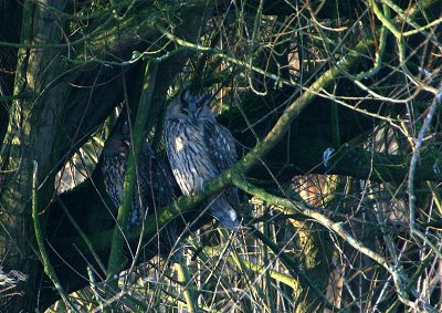 Long-eared Owls