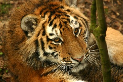 Amur Tiger kitten - captive
