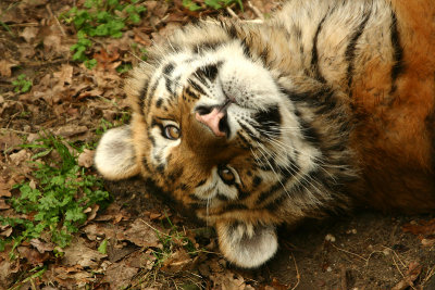 Amur Tiger kitten -  8 months old