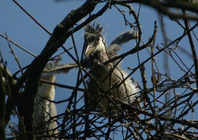 Grey Heron chick