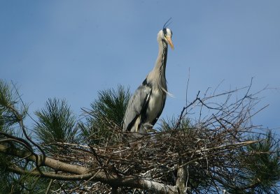 Grey Heron with chick