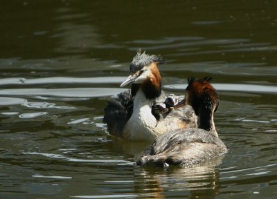 Grebe pair with chicks