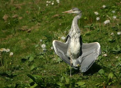Grey Heron sunbathing
