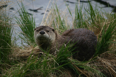 Otter