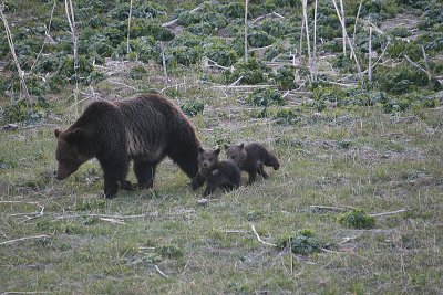 Grizzly with cubs