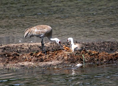 Sandhill Cranes with chick