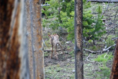 Elk calf