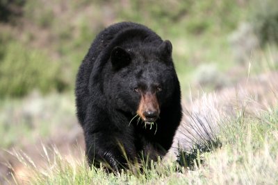 Black Bear